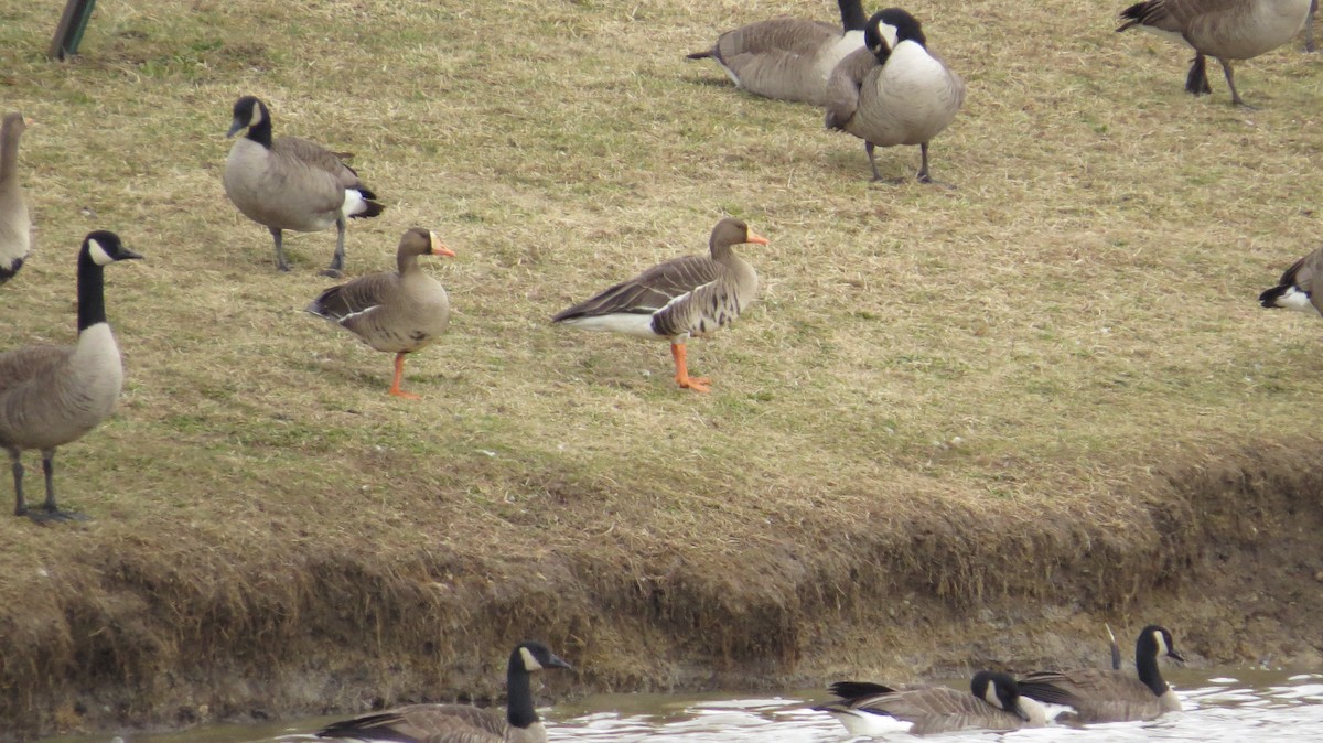 Greater White-fronted Goose - Alan Green