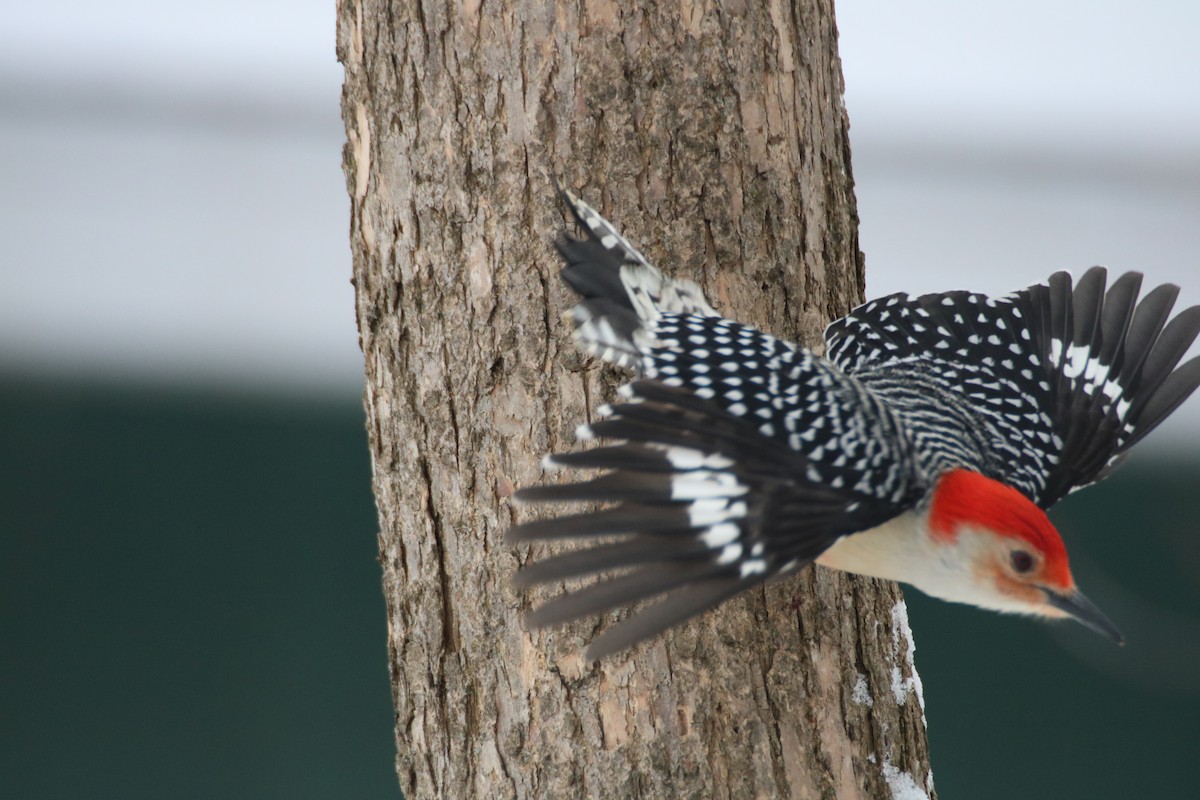 Red-bellied Woodpecker - ML86681021