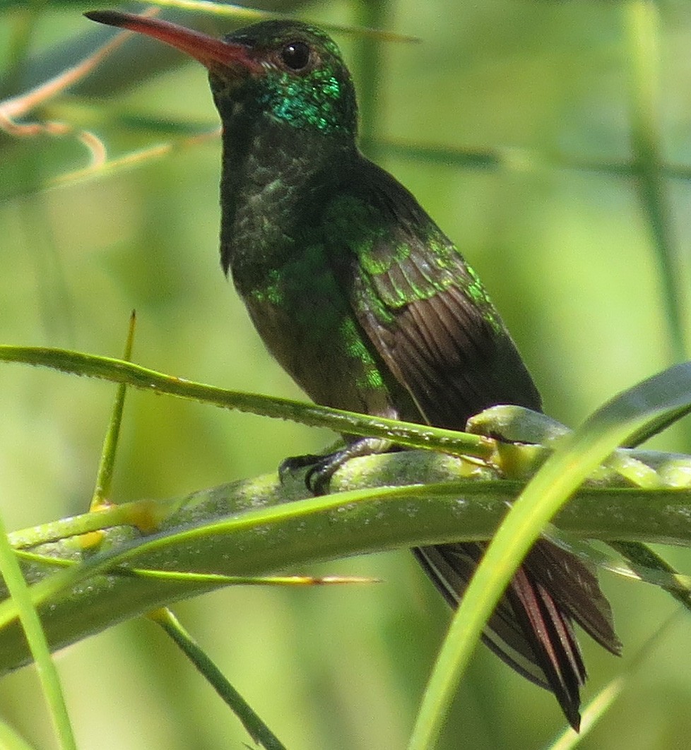 Rufous-tailed Hummingbird - ML86682901