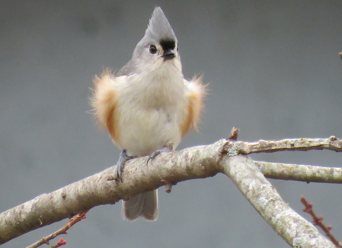 Tufted Titmouse - michele ramsey