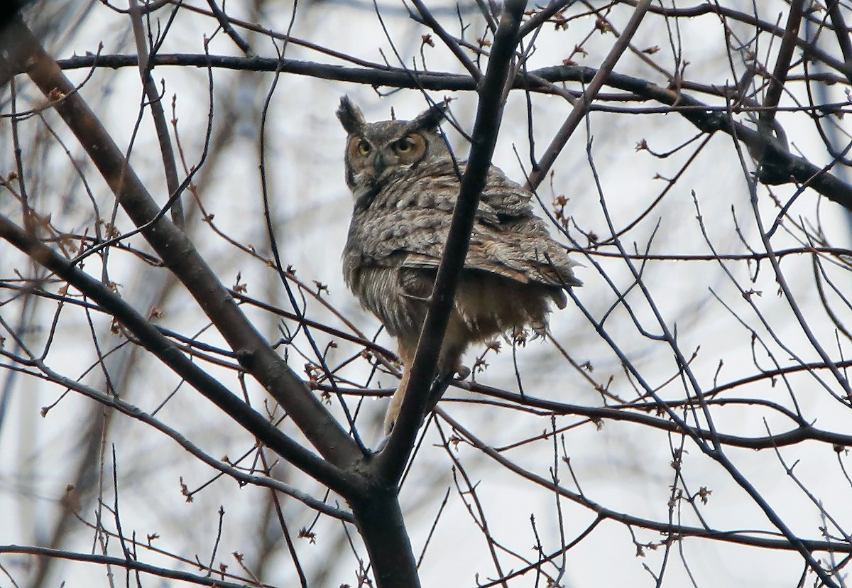 Great Horned Owl - Elizabeth Winter