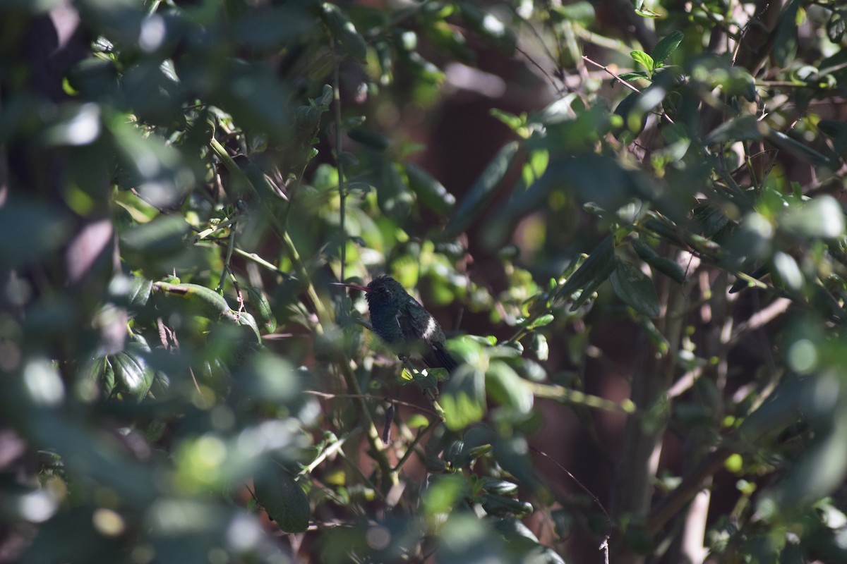 Broad-billed Hummingbird - ML86684731