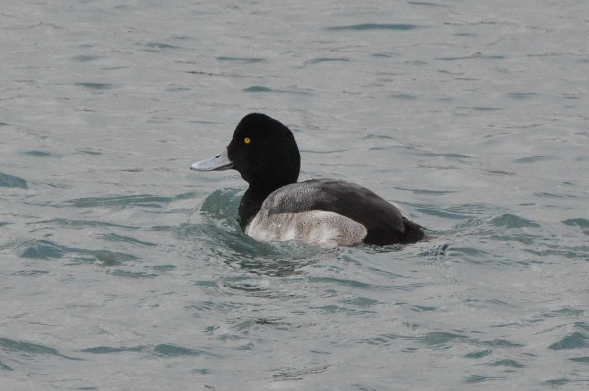 Greater Scaup - ML86685631