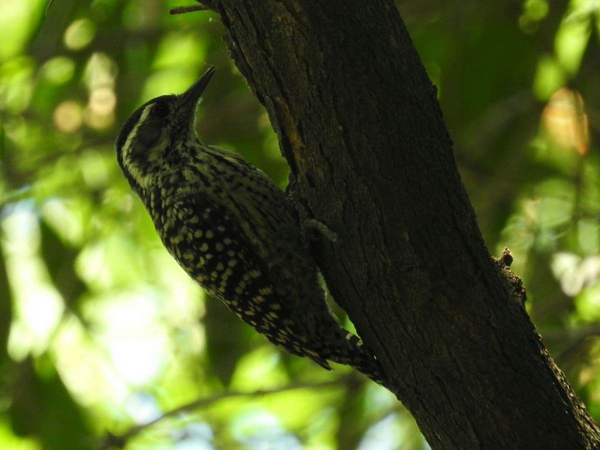 Checkered Woodpecker - Enrique Chiurla