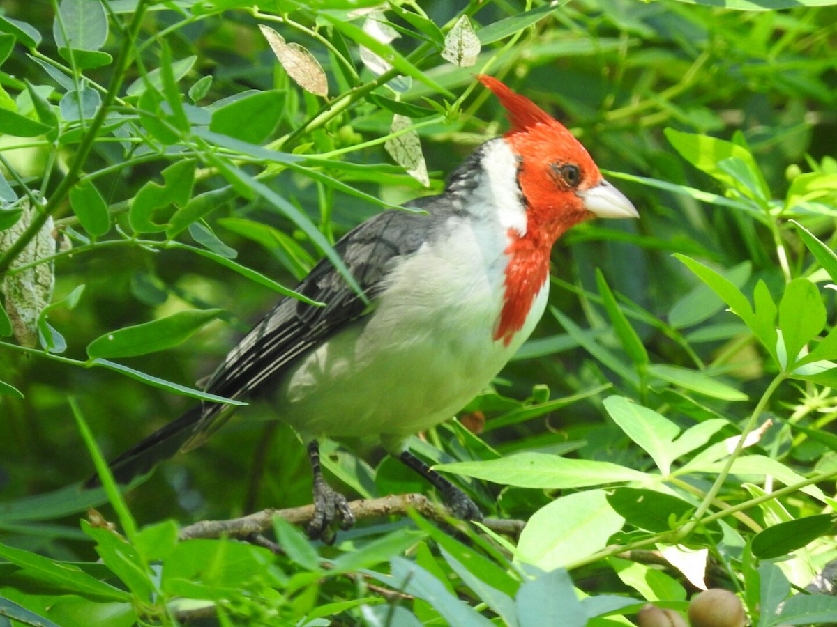 Red-crested Cardinal - Enrique Chiurla