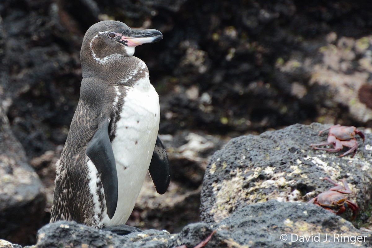 Galapagos Penguin - David Jeffrey Ringer