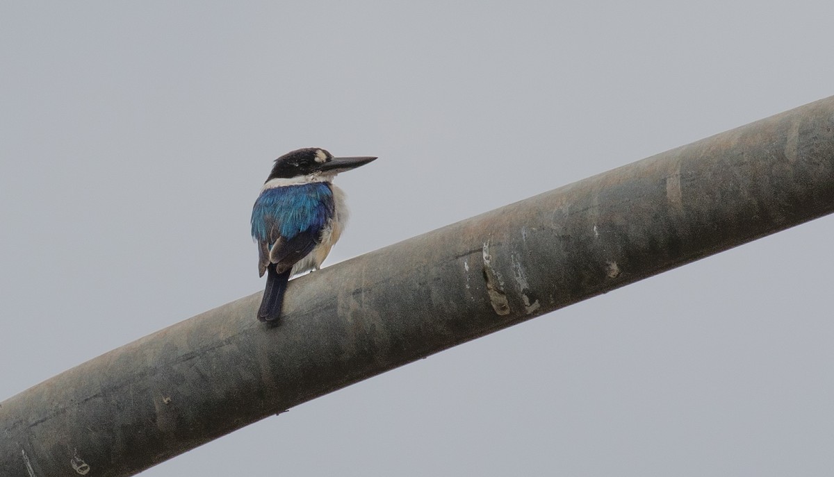 Forest Kingfisher - ML86688431