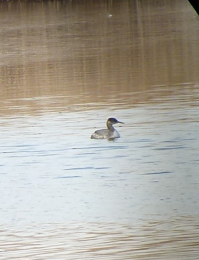 Red-necked Grebe - ML86689281