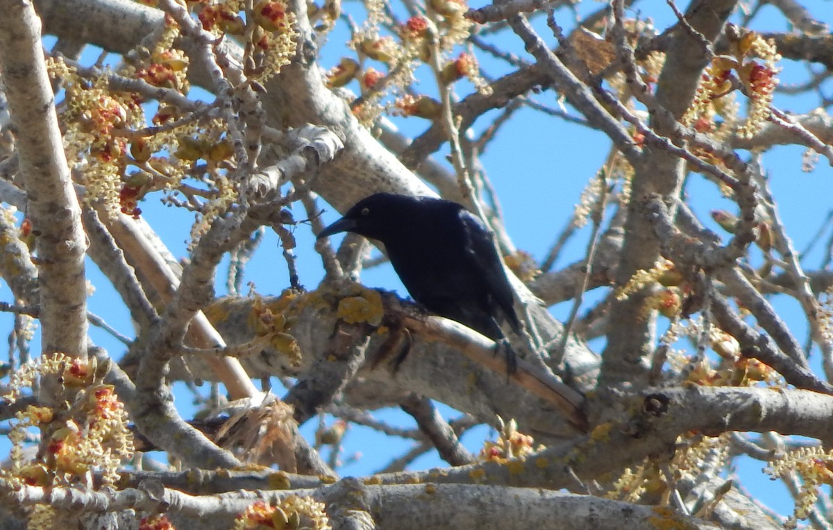 Great-tailed Grackle - Teale Fristoe