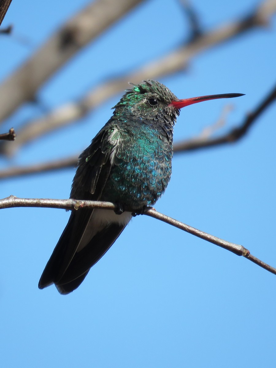 Broad-billed Hummingbird - ML86692301