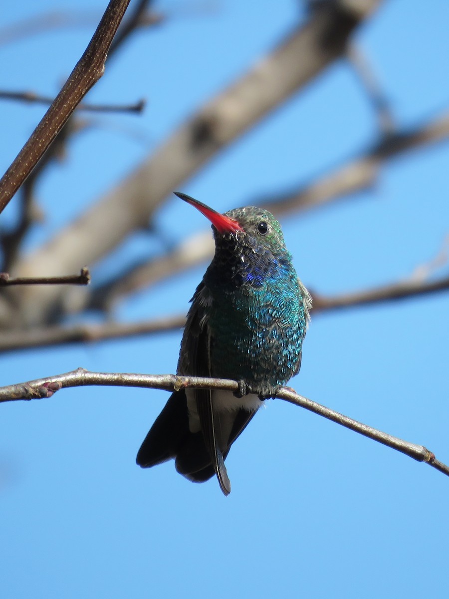 Broad-billed Hummingbird - Gena Zolotar