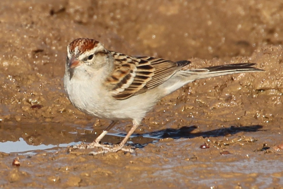 Chipping Sparrow - ML86693441