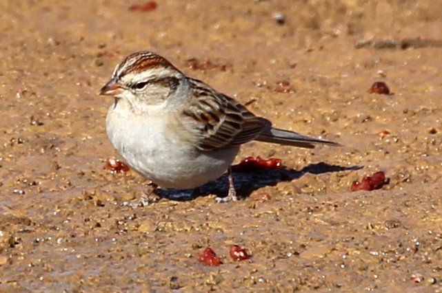 Chipping Sparrow - ML86693491