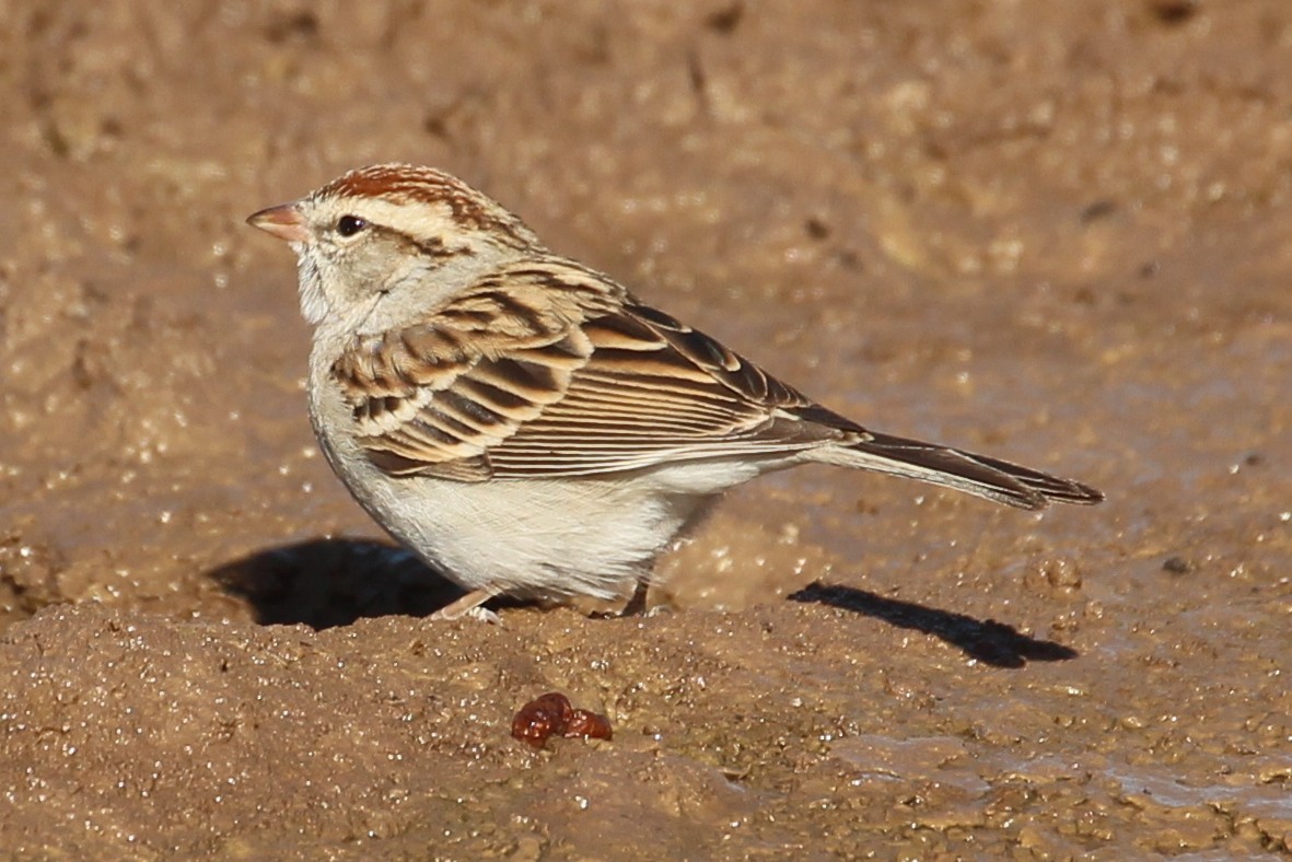 Chipping Sparrow - ML86693511