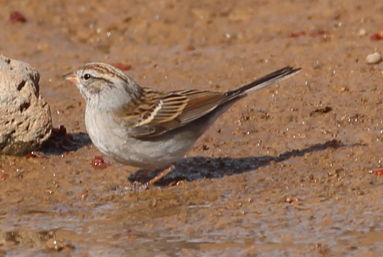 Chipping Sparrow - ML86693531