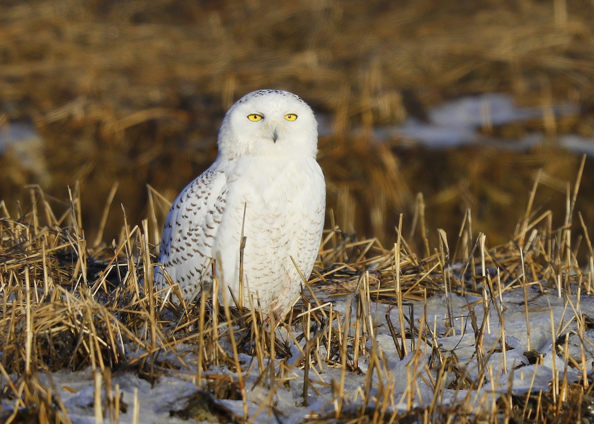 Snowy Owl - ML86696001