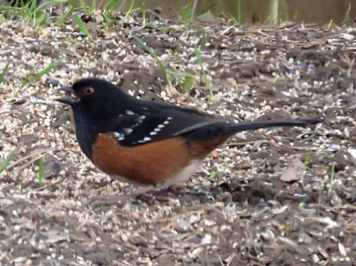 Spotted Towhee - ML86696071