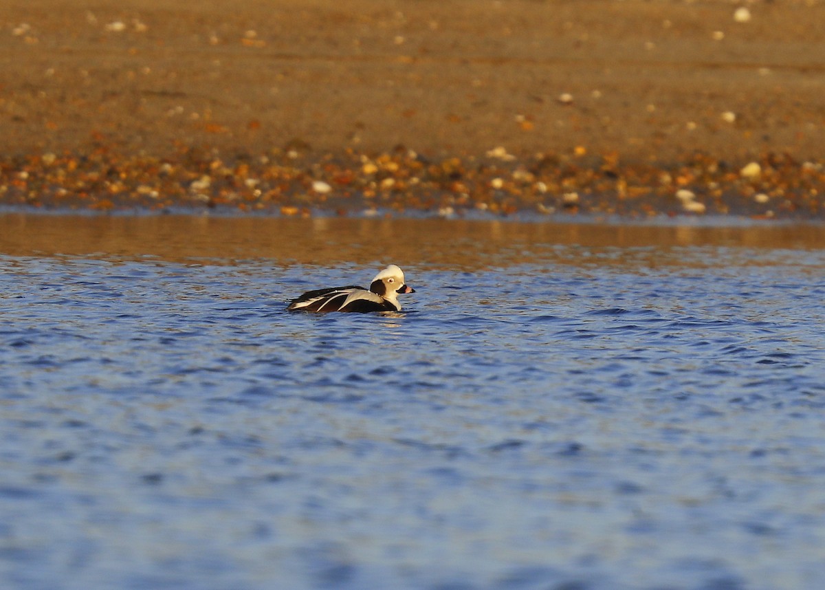 Long-tailed Duck - ML86696681