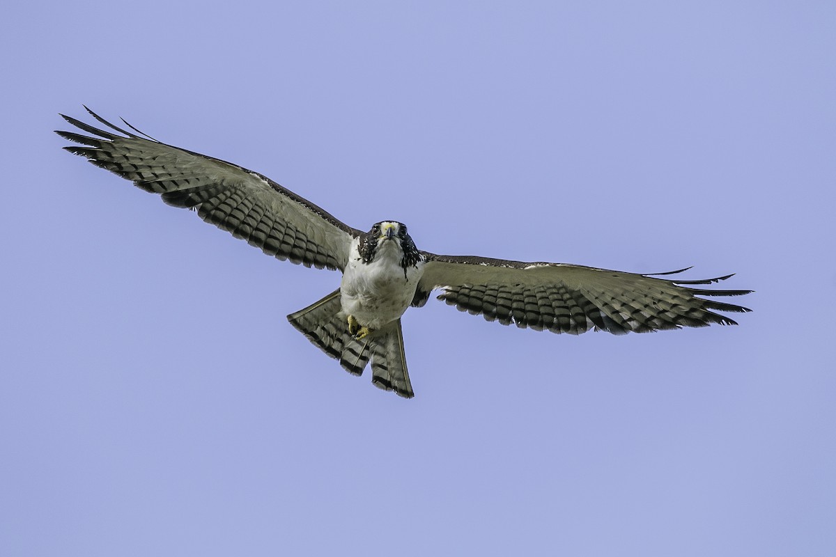 Short-tailed Hawk - ML86697101
