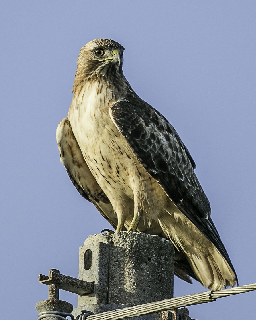 Red-tailed Hawk - ML86697541
