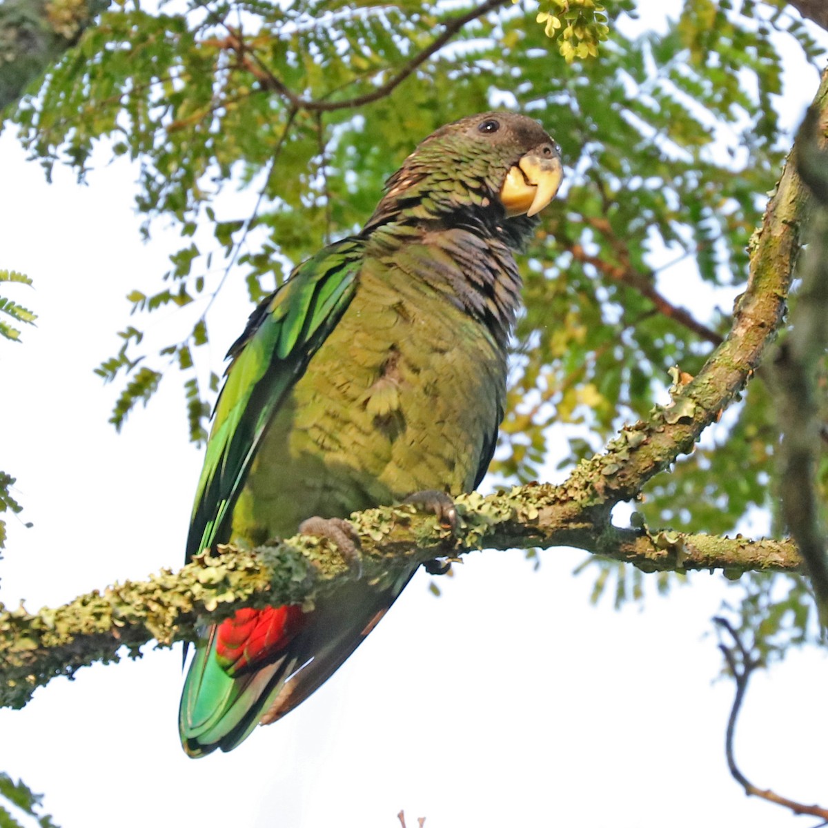 Scaly-headed Parrot - ML86698001