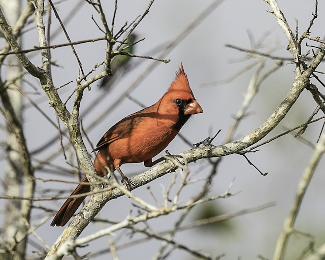 Male (presumably subspecies <em>yucatanicus</em>). - Northern Cardinal - 