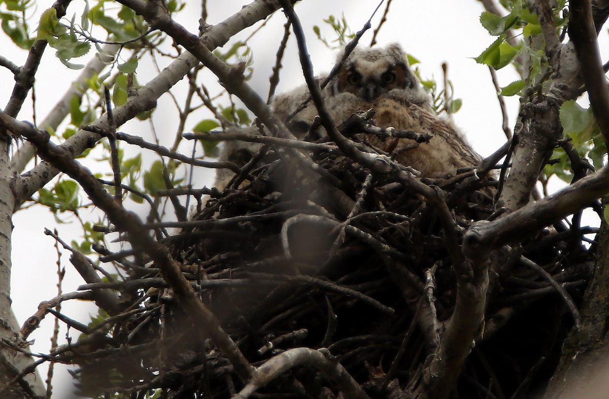 Great Horned Owl - ML86704581