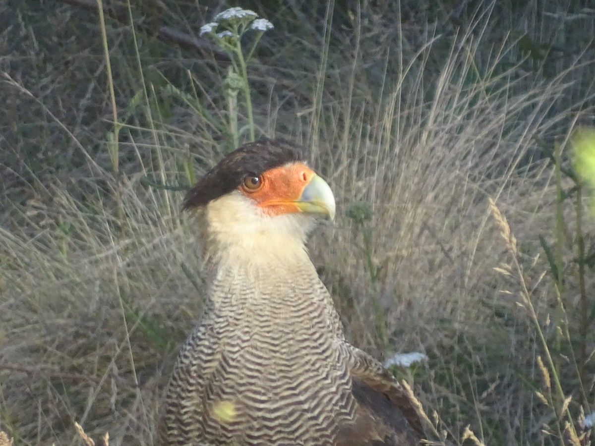 Crested Caracara (Southern) - ML86709361