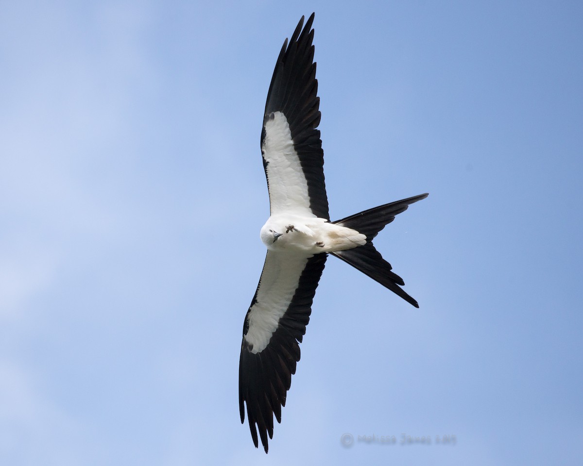 Swallow-tailed Kite - Melissa James