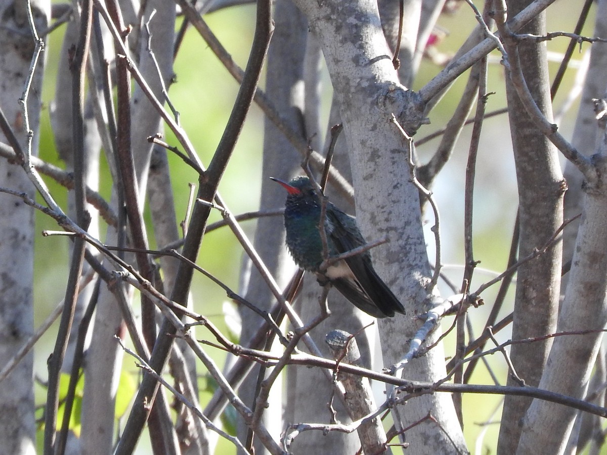 Broad-billed Hummingbird - ML86710901