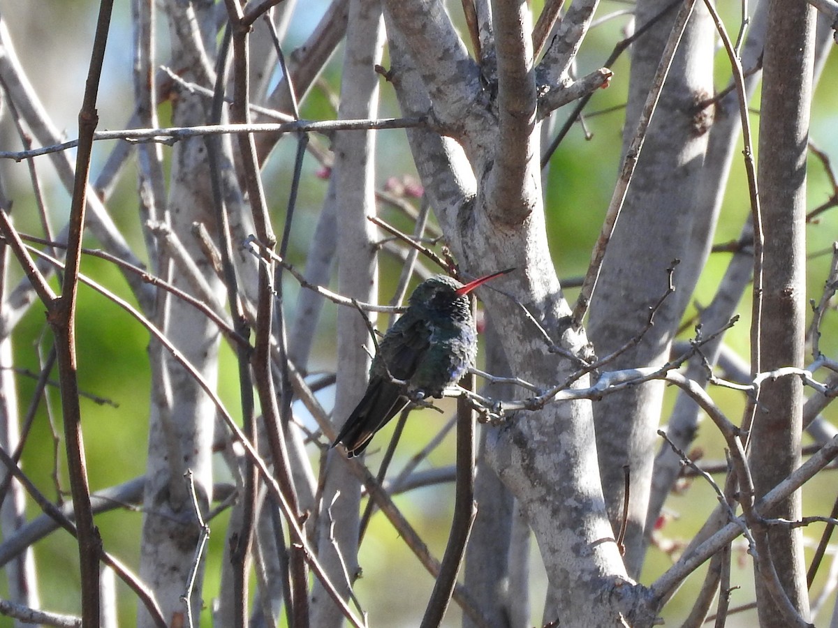 Broad-billed Hummingbird - Chris Dean
