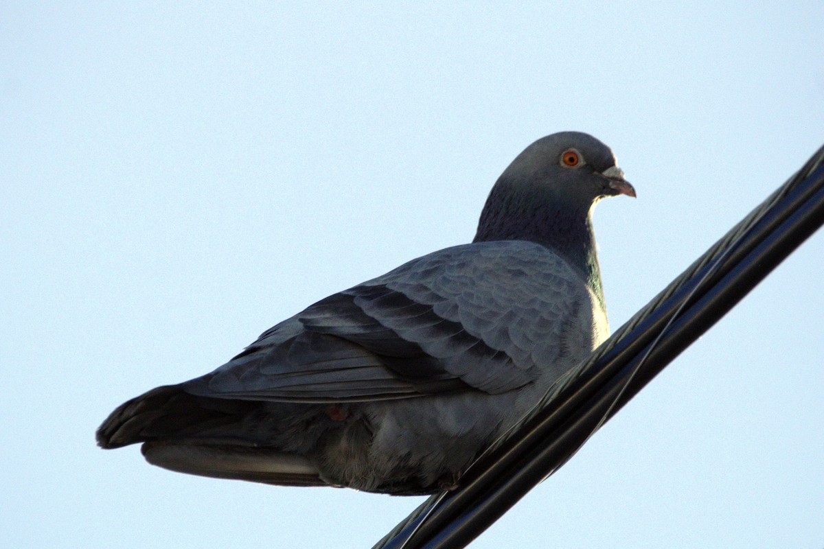 Rock Pigeon (Feral Pigeon) - John Corden