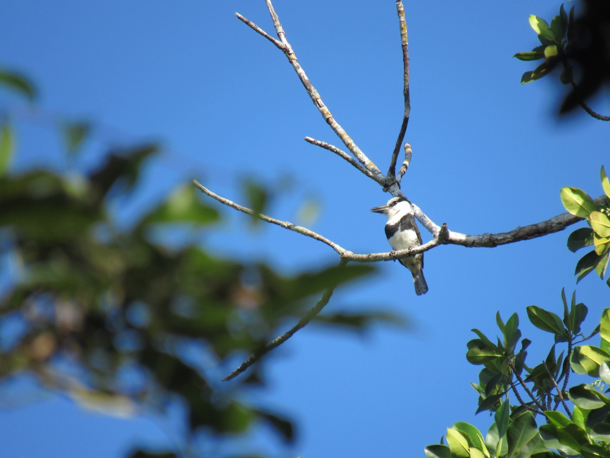 White-necked Puffbird - Carlos Gonzalez