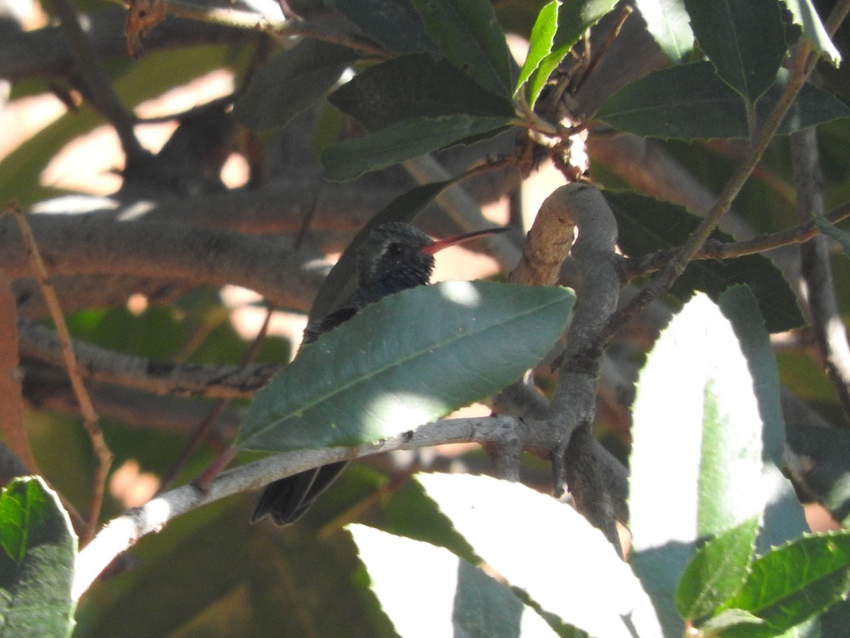 Broad-billed Hummingbird - ML86712151
