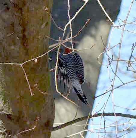 Red-bellied Woodpecker - ML86716951