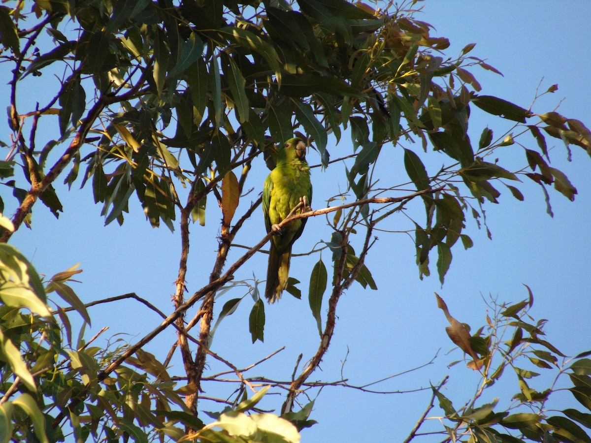Pacific Parakeet - Lance d'Ar