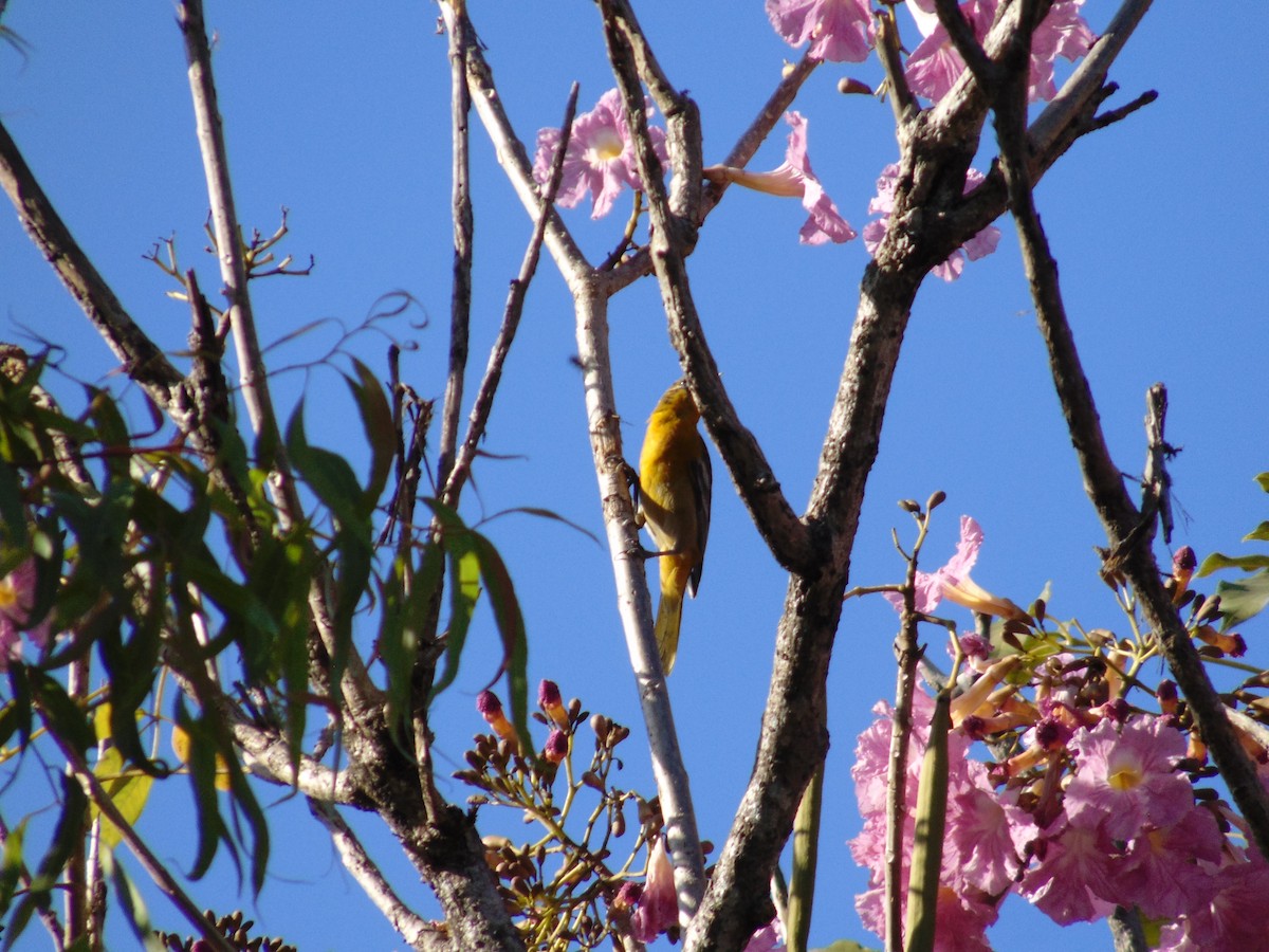 Orchard Oriole - ML86720241