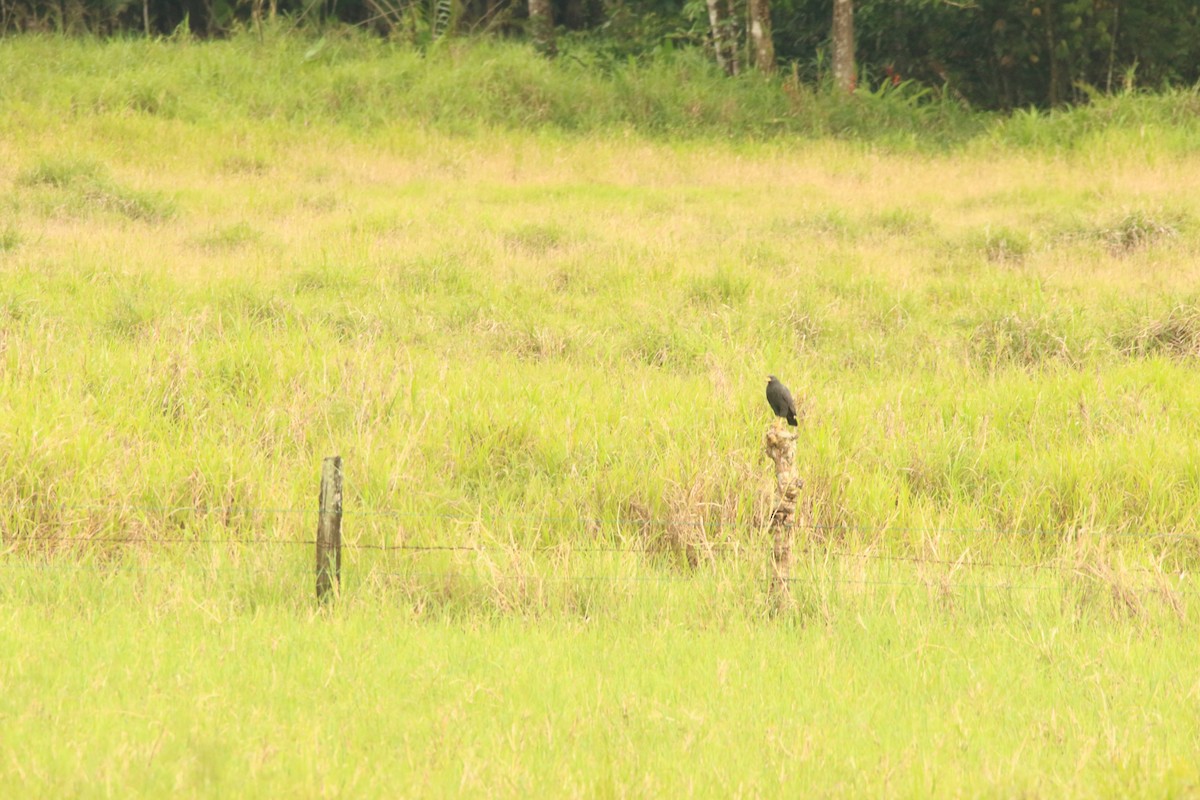 Common Black Hawk (Mangrove) - Todd Hagedorn