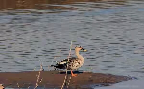 Indian Spot-billed Duck - ML86721921