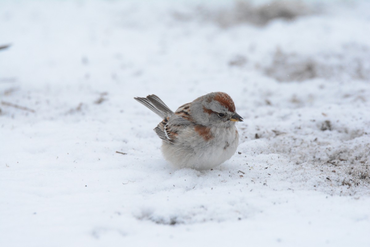American Tree Sparrow - Andy Bankert