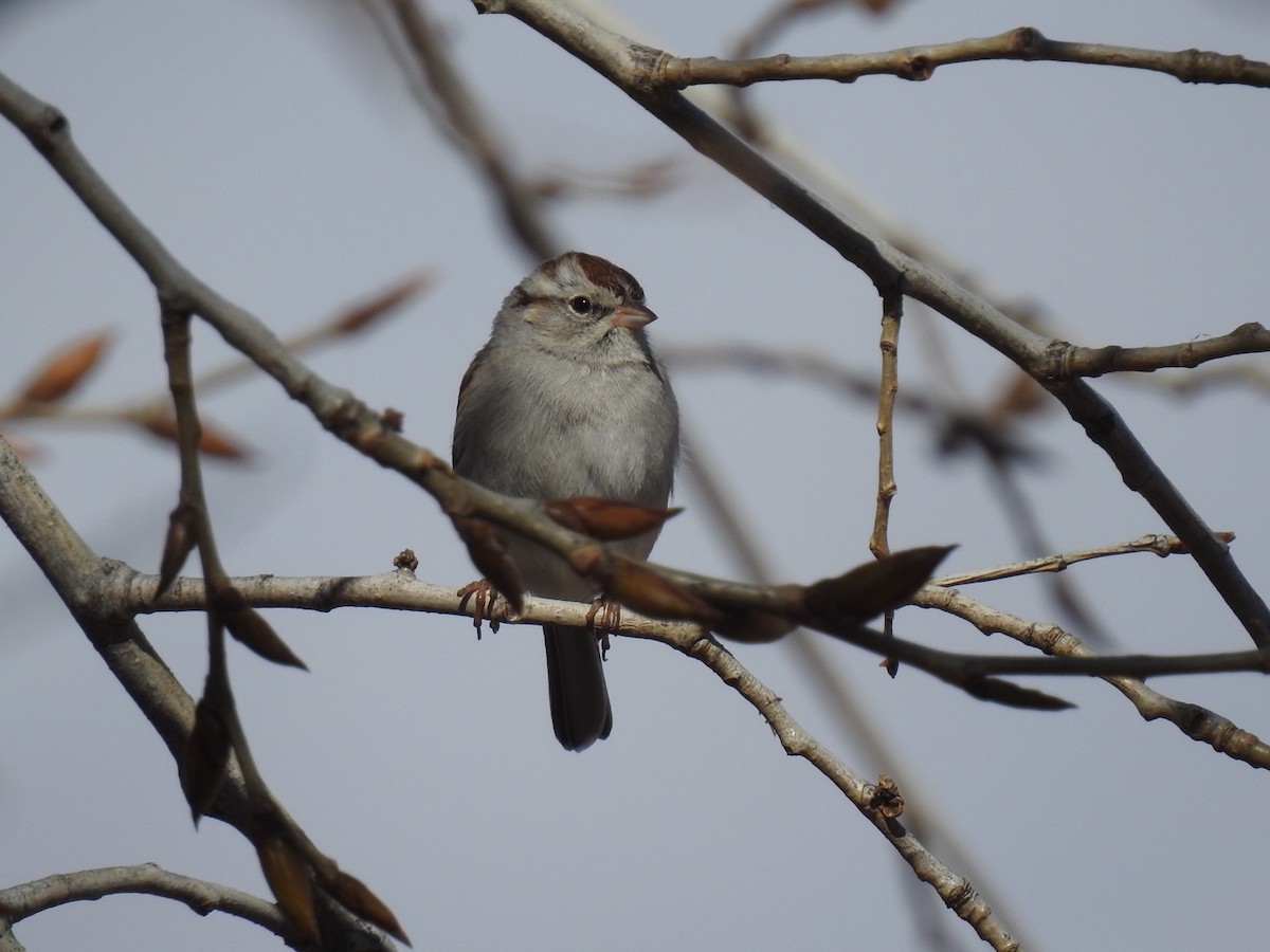 Chipping Sparrow - Greg Estep