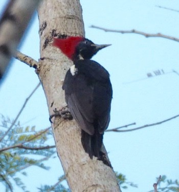 Pale-billed Woodpecker - ML86723371