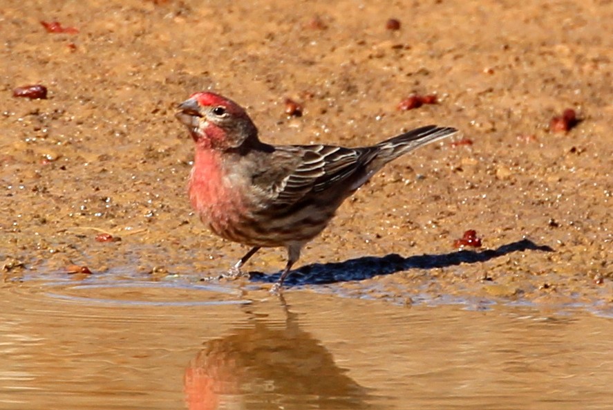 House Finch (Common) - ML86724231