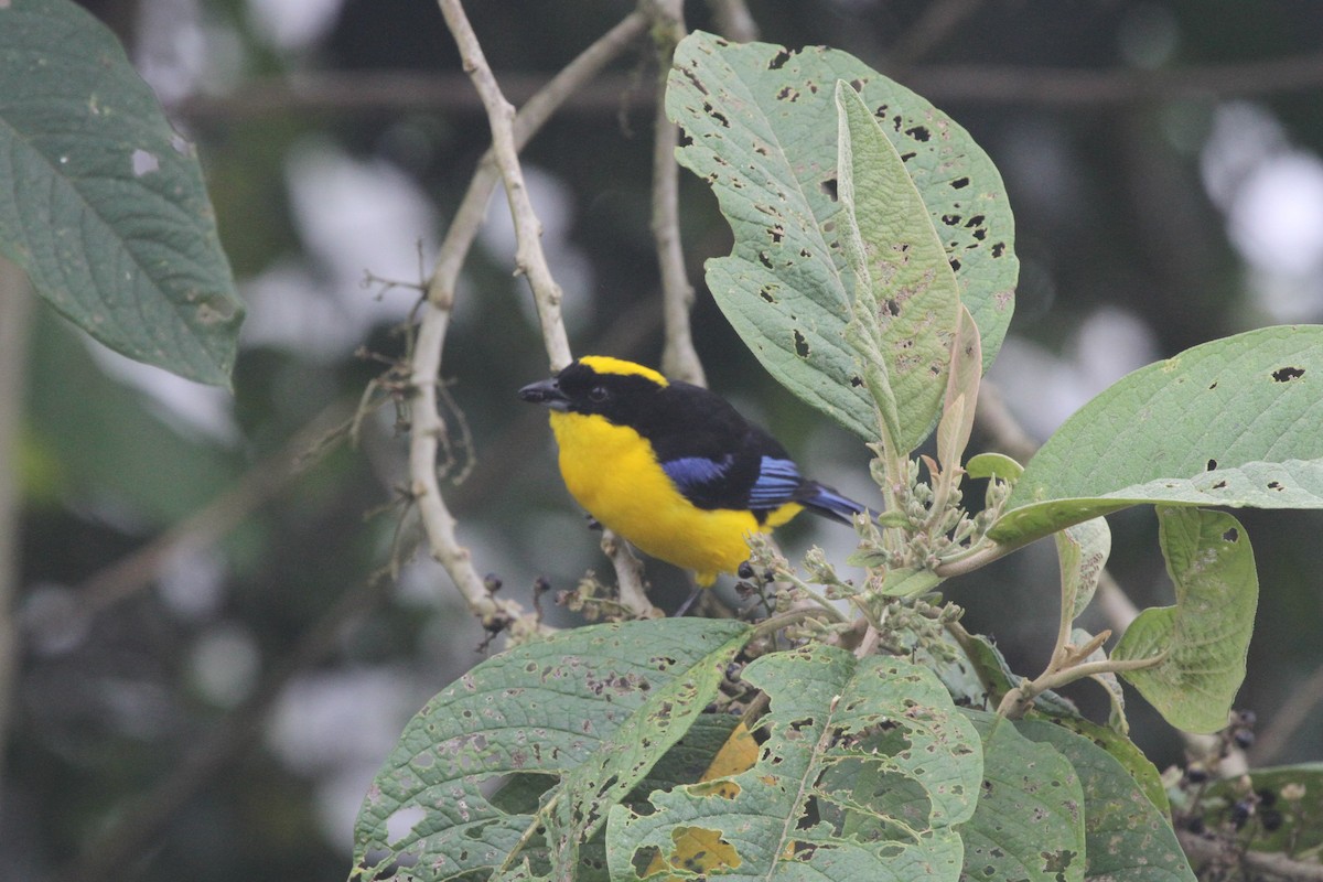 Blue-winged Mountain Tanager - ML86724461