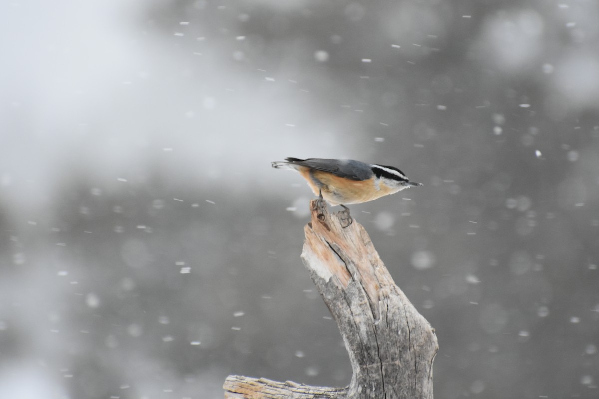Red-breasted Nuthatch - ML86724651