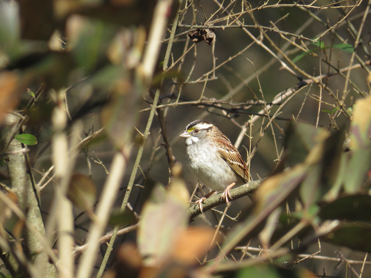 White-throated Sparrow - Mark Kosiewski