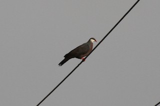 Metallic Pigeon, ML86729921