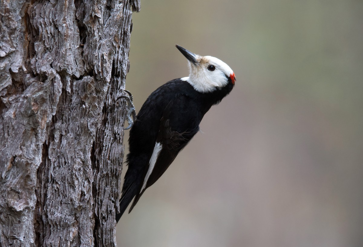 White-headed Woodpecker - Frank Lehman
