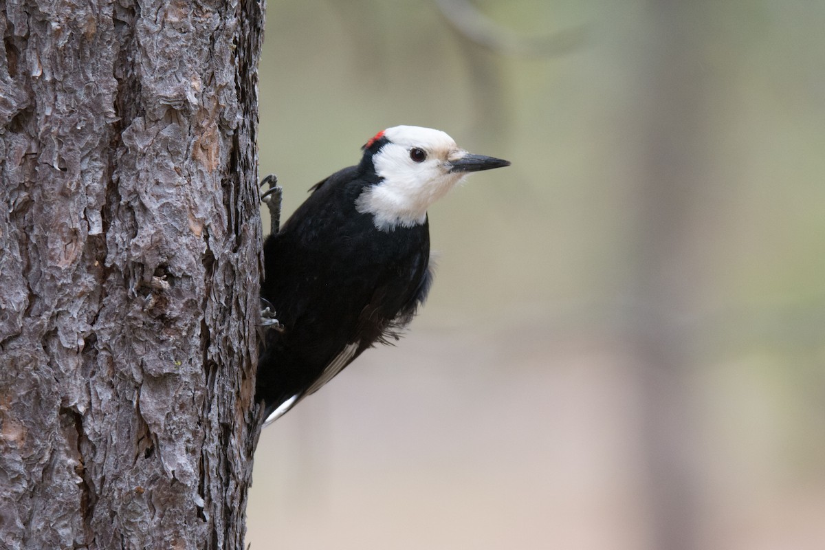 White-headed Woodpecker - ML86731341