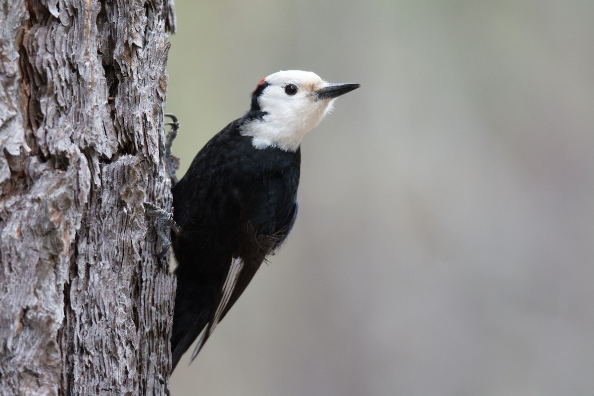 White-headed Woodpecker - Frank Lehman